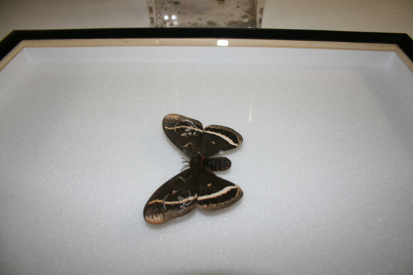 huber.huber, Leichter als 21 Gramm (Nachtfalter) (Lighter Than 21 Grams (Moth)), 2008